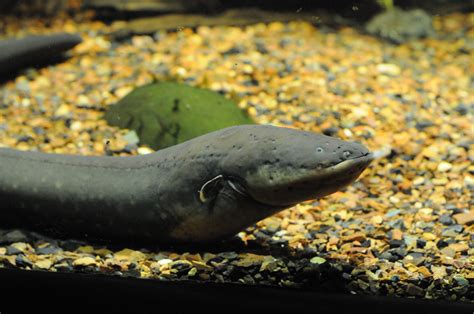 Electric eel | Flickr - Photo Sharing!