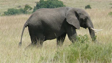 Elephants - Elephants are the longest-lived large mammals. One of the few animals that ...