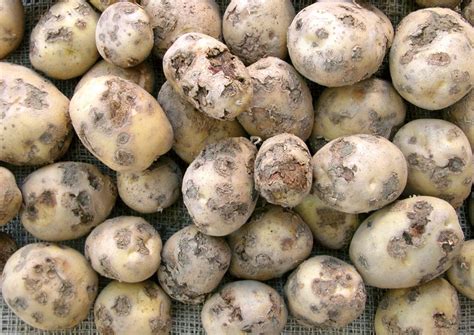 Advancing the Control of Potato Common Scab with Molecular Technology - Spud Smart