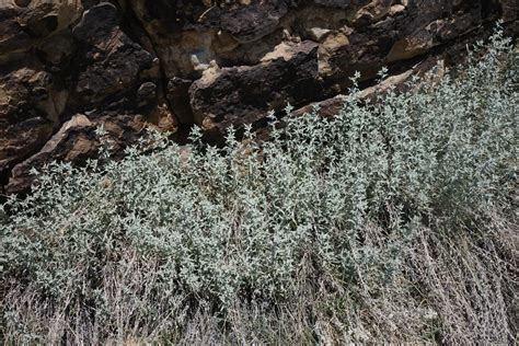 white sagewort from Las Animas County, CO, USA on May 31, 2022 at 11:35 ...