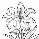 Lily Flower Coloring Page 8660 6872 sketch template