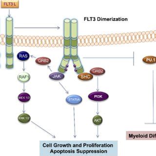 FLT3 structure and common FLT3 mutations. 1,42 Notes: Data from the ...