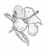 Printable Hibiscus Flower coloring Page  Download Print Or Color sketch template