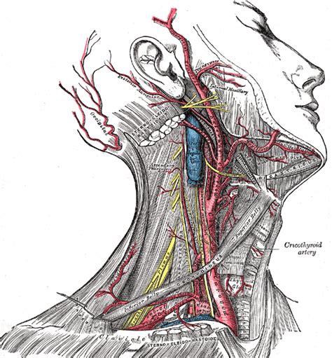 External Carotid Artery – howMed