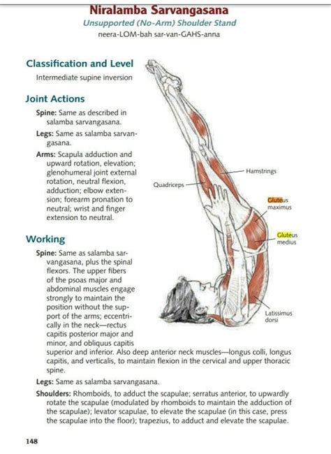 Stretch glute (gluteus maximus) | Yoga anatomy, Yoga muscles, Easy yoga workouts