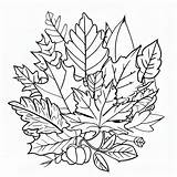 Fall Leaves Image coloring Page  Download Print Or Color Online For Free sketch template