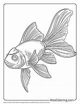 100  Goldfish coloring pages Free PDF To Print Woo Coloring sketch template