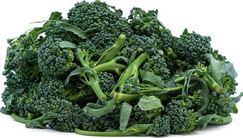 Baby Sprouting Calabrese Broccoli Information and Facts