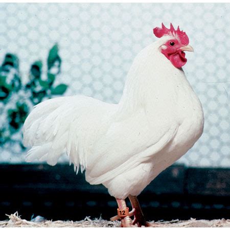 CLASSIFICATION OF POULTRY BREEDS