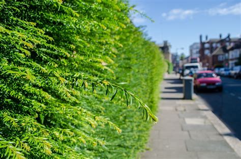 Planting Noise Blockers: Best Plants For Noise Reduction In Landscapes | Coole pflanzen ...