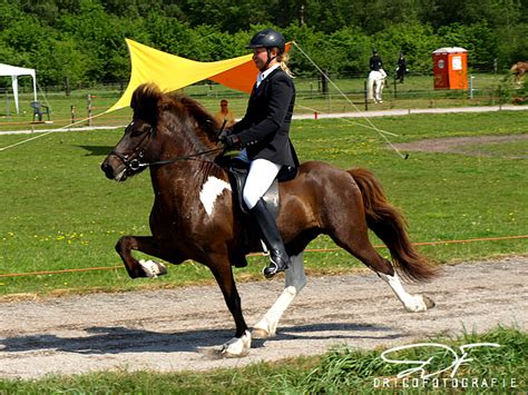 Icelandic Horse tolt by LoveSupernatural on DeviantArt