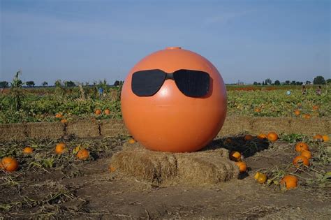 Cool Patch Pumpkins Corn Maze – Dixon, California - Atlas Obscura