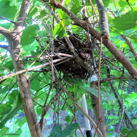 Brown thrasher, nest and eggs | Project Noah