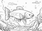 Trout Coloring Pages Top 60 Free Printable Designs sketch template