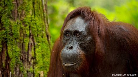 Jungle Sumatra - Differences Between Borneo and Sumatra Orangutans