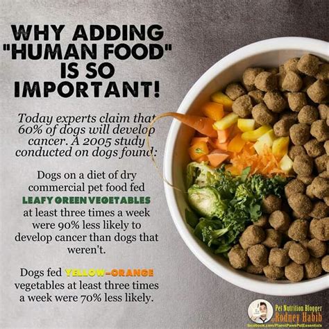 Best Diets For Dogs With Cancer - discoverynews