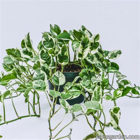 16 Best Office Desk Plants for Your WorkSpace (2024) | Plants, Desk plants, Easy care indoor plants