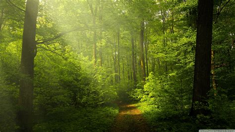 🔥 Download Beautiful Nature Image Green Forest 4k HD Desktop Wallpaper by @scottm48 | HD ...