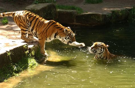 Visit the Nuremberg zoo! The zoo is an astoundingly beautiful zoo located within a natural ...