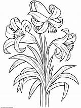 Lily Flower Coloring Pages sketch template