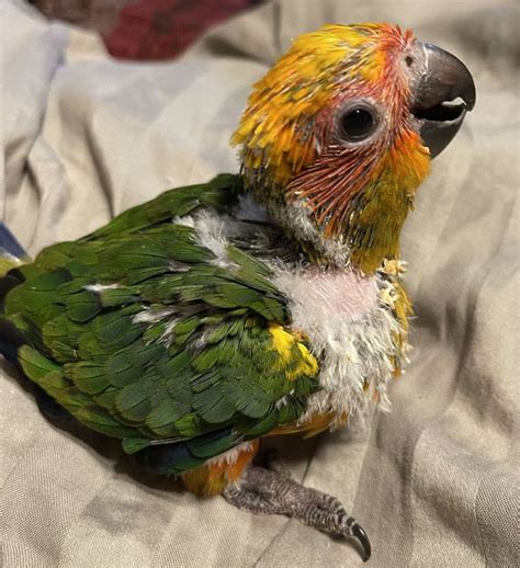 Baby Sun Conures -Handfed