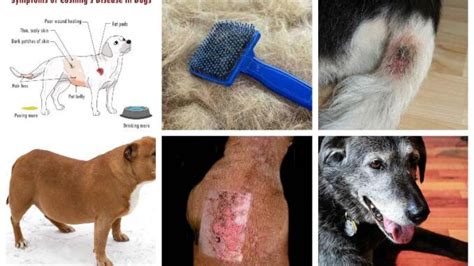 Pictures of Cushing’s Disease in Dogs, with Vet Explanations