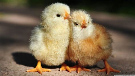 Baby Chick Wallpapers - Top Free Baby Chick Backgrounds - WallpaperAccess