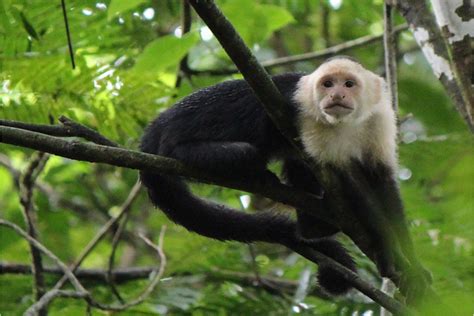 Monkeys faring better than plants in increasingly patchy forests of ...