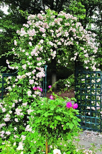 New Dawn | New dawn climbing rose, Trees to plant, Climbing roses