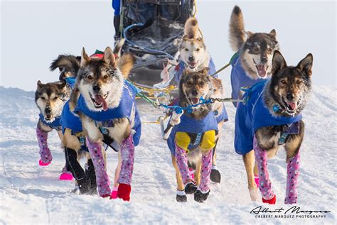 2023 Iditarod & Northern Lights Tour - Iditarod Race — Planet Earth Adventures - Guided Tours ...