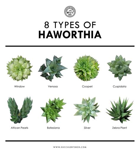 8 popular types of Haworthia | Types of succulents, Types of succulents plants, Planting succulents