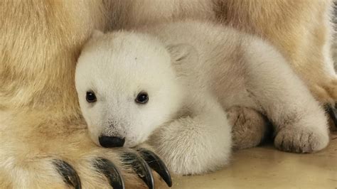 Polar bear cub born at Tierpark Hagenbeck in Hamburg for first time in ...