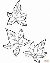 Free Printable Poison Ivy Coloring Pages sketch template