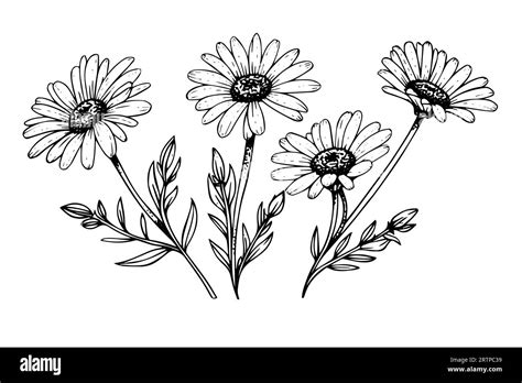 Hand drawn chamomile ink sketch. Daisy bouquet engraving vector ...