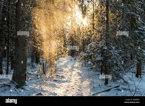 snow falling from trees in winter forest landscape Stock Photo - Alamy