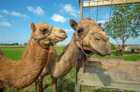 Camel milk is trending, and there's a farm producing it in northeast ...