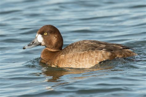 Greater Scaup (female-1st spring) – Jeremy Meyer Photography