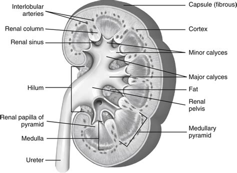 Hematuria | Radiology Key