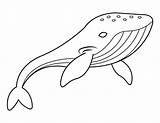 Humpback Whale Coloring Page sketch template