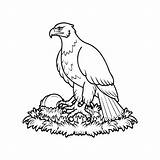 Premium Vector  Eagle coloring Pages Bird outline vector For sketch template