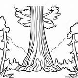 Tall Redwood Tree Coloring Page  Pagescom sketch template