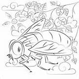 Kolorowanki Mucha  Darmowe Do Wydruku sketch template
