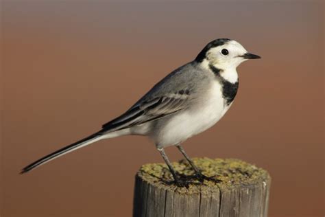 Wings over Valletta – a White Wagtail celebration | BirdLife Malta