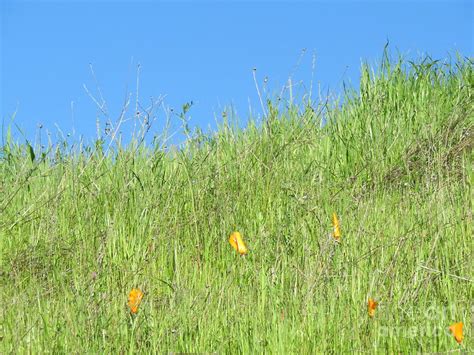 Poppies in the grass Photograph by Suzanne Leonard - Fine Art America