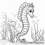 Seahorse Coloring Pages  Free & Printable sketch template