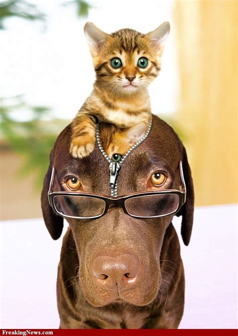 Cat and dog is a real family, Get Out of My Head is not work. | Kittens ...