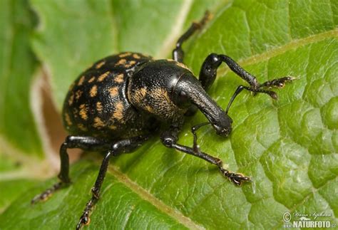 Liparus glabrirostris Pictures, Weevil Images, Nature Wildlife Photos | NaturePhoto