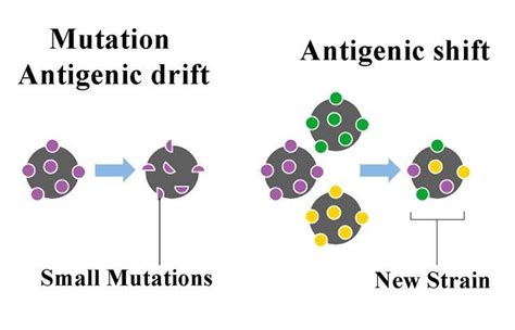 Antigenic Drift and Antigenic Shift in Influenza Virus • Microbe Online