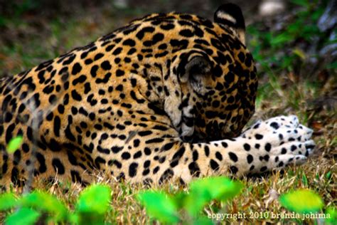 Wildlife Photography of Jaguar at Xcaret Mexico — Brenda Johima : Vancouver Island Photographer ...