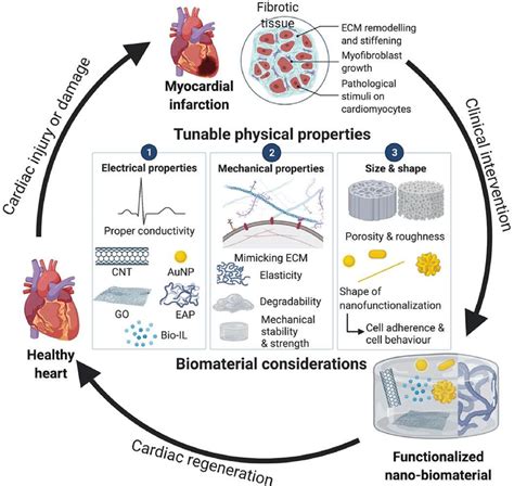 Schematic diagram of the effects of considerations for biomaterial... | Download Scientific Diagram